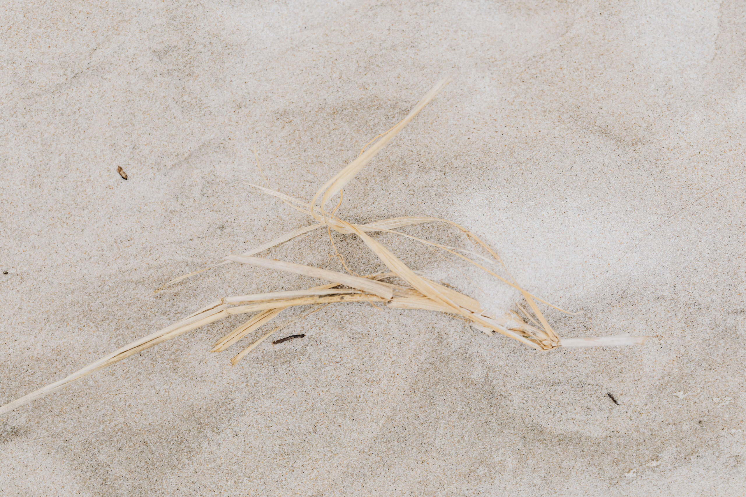 The Empty Nester Club dried grass on the beach