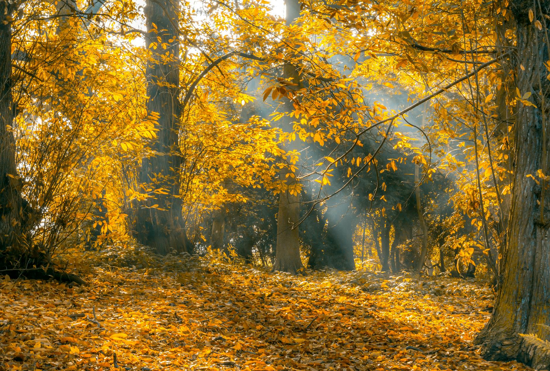 crepuscular lights passing through trees