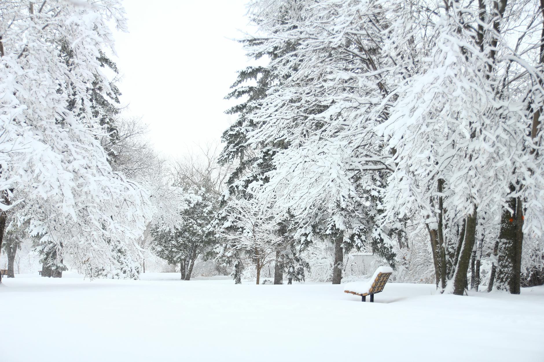 photography of fir trees covered in snow